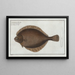 Marcus Elieser Blochin vasen fläti - Pleuronectes passer — kehystetty taideteos seinällä