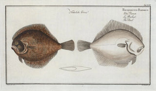 Marcus Elieser Bloch - Pleuronectes Rhombus The Pearl.webp