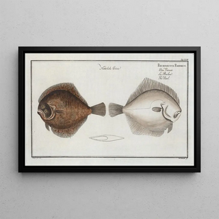 Marcus Elieser Bloch - Pleuronectes Rhombus The Pearl.webp