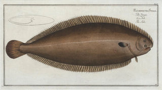 Marcus Elieser Bloch - Pleuronectes Solea The Sole.webp