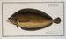 Pleuronectes macrolepidotus - Marcus Elieser Bloch — näkymä teoksesta
