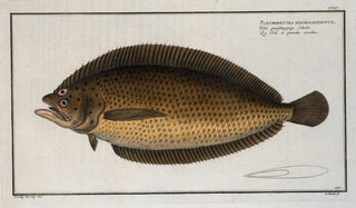 Marcus Elieser Bloch - Pleuronectes macrolepidotus.webp