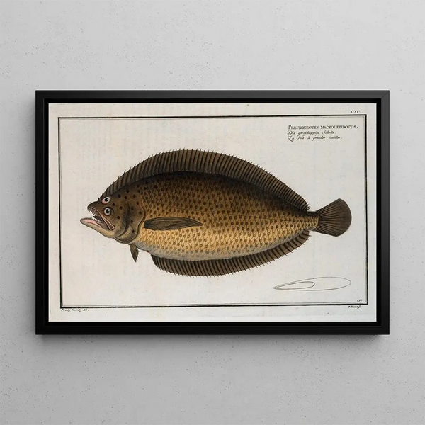 Marcus Elieser Bloch - Pleuronectes macrolepidotus.webp