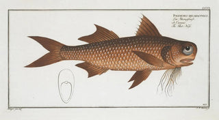 Marcus Elieser Bloch - Polynemus decadactylus The FlatNose.webp