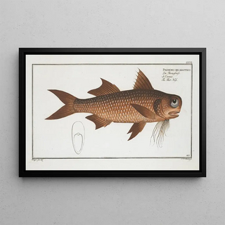 Marcus Elieser Bloch - Polynemus decadactylus The FlatNose.webp