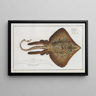 Marcus Elieser Bloch - Raja Rubus The Rough Ray.webp