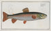 Salmo alpinus, l'omble chevalier - Marcus Elieser Bloch — näkymä teoksesta
