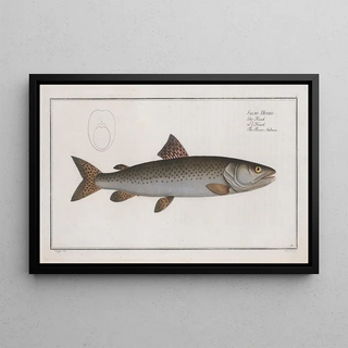 Marcus Elieser Bloch - Salmo Hucho The RiverSalmon.webp