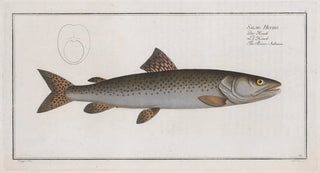 Marcus Elieser Bloch - Salmo Hucho The RiverSalmon.webp