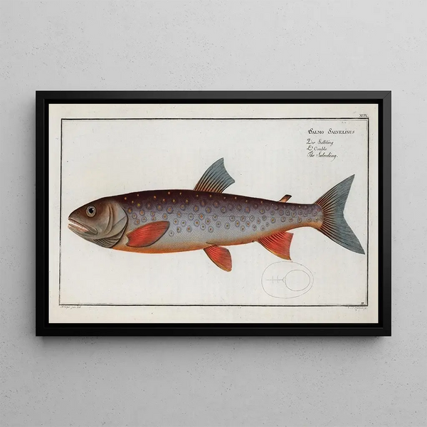 Salmo Salvelinus, harjus - Marcus Elieser Bloch — kehystetty taideteos seinällä