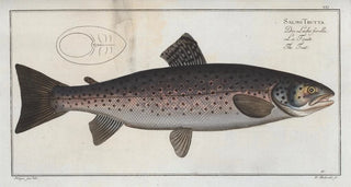 Marcus Elieser Bloch - Salmo Trutta The Trut.webp