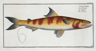Marcus Elieser Bloch - Salmo Tumbil The Tumbil.webp
