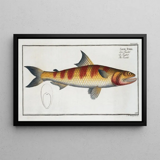 Marcus Elieser Bloch - Salmo Tumbil The Tumbil.webp