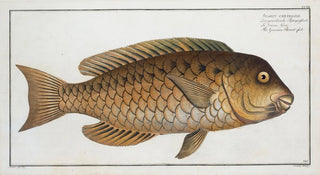 Marcus Elieser Bloch - Scarus cretensis The Grecian Parrotfish.webp