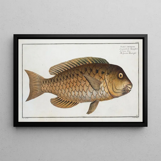 Marcus Elieser Bloch - Scarus cretensis The Grecian Parrotfish.webp