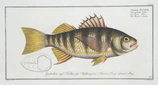 Marcus Elieser Bloch - Sciaena Plmieri The Plumiers Umber.webp