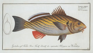 Marcus Elieser Bloch - Sciaena cirrosa The bearded Umber.webp