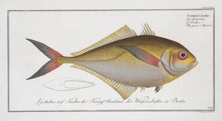 Marcus Elieser Bloch - Scomber ChlorisThe green Mackrel.webp
