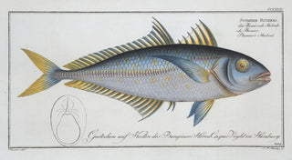 Marcus Elieser Bloch - Scomber Plumieri Plumiers Mackrel.webp