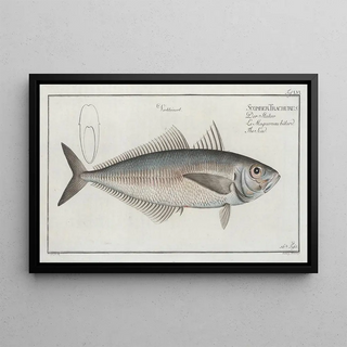 Marcus Elieser Bloch - Scomber Trachurus The Scad.webp