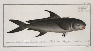 Marcus Elieser Bloch - Scomber niger The NegroMackrel.webp