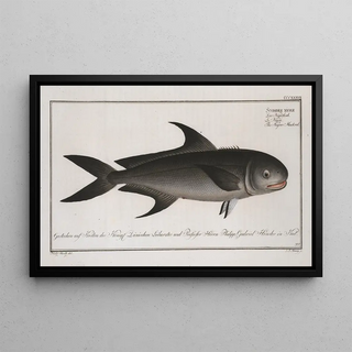 Marcus Elieser Bloch - Scomber niger The NegroMackrel.webp