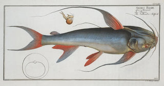 Marcus Elieser Bloch - Silurus Bagre The Saltwater Katfish.webp