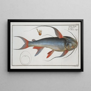 Marcus Elieser Bloch - Silurus Bagre The Saltwater Katfish.webp