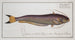 Silurus bimaculatus Le silure bimaculé - Marcus Elieser Bloch — näkymä teoksesta