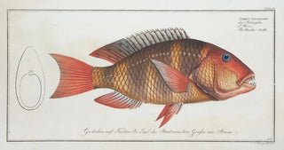 Marcus Elieser Bloch - Sparus AnchoragoThe Anchortooth.webp