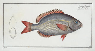 Marcus Elieser Bloch - Sparus Brama.webp