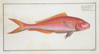 Marcus Elieser Bloch - Sparus Chrysurus The goldtailed Gilthead.webp