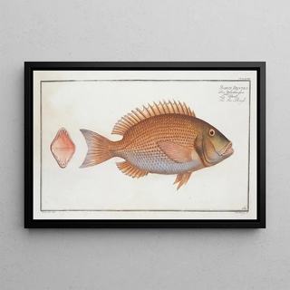 Marcus Elieser Bloch - Sparus Dentex The SeaRough.webp