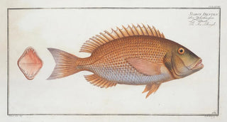 Marcus Elieser Bloch - Sparus Dentex The SeaRough.webp