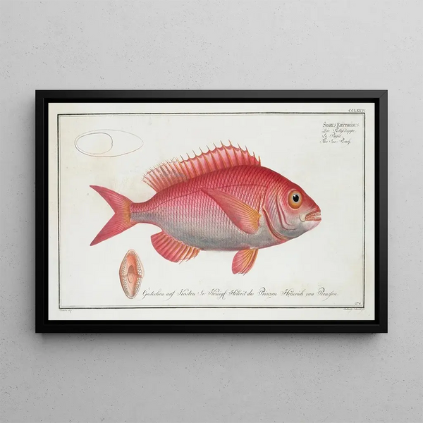 Sparus erythrinus -kala, yhteinen sarvi - Marcus Elieser Bloch — kehystetty taideteos seinällä