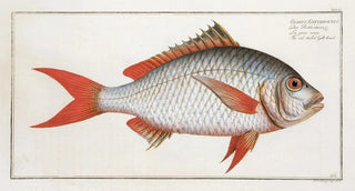 Marcus Elieser Bloch - Sparus Erythrourus The redtailed Gilthead.webp