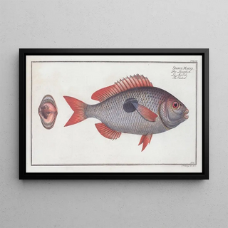Marcus Elieser Bloch - Sparus Maena The Cackerel.webp