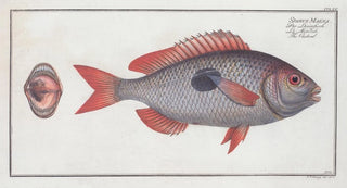Marcus Elieser Bloch - Sparus Maena The Cackerel.webp