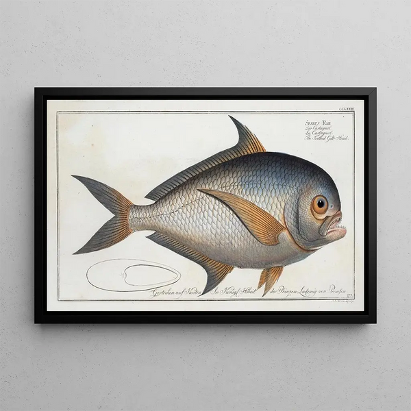 Marcus Elieser Bloch - Sparus Raii The Toothed GildHead.webp