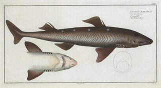 Marcus Elieser Bloch - Squalus Acanthias The Picked Dog.webp