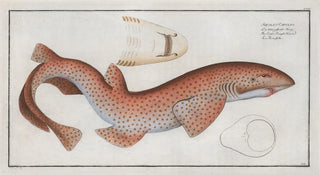 Marcus Elieser Bloch - Squalus Catulus The Lesser Rough Flound.webp