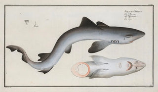 Marcus Elieser Bloch - Squalus Galeus The Tope.webp