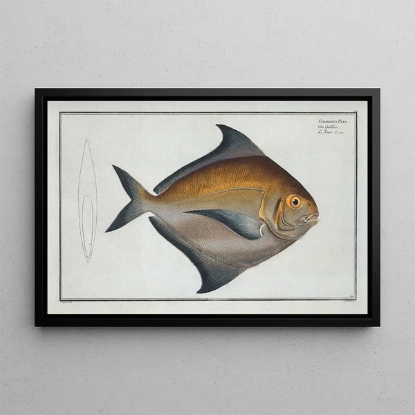 Marcus Elieser Bloch - Stromateus Paru.webp