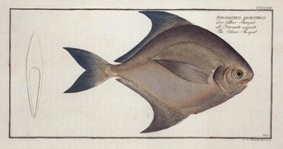 Marcus Elieser Bloch - Stromateus argenteus The SilverPampel.webp