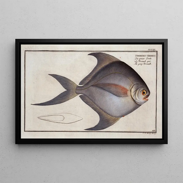 Marcus Elieser Bloch - Stromateus cinereus The gray Stromate.webp