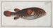 Tetrodon Testudineus Le Poisson-crapaud - Marcus Elieser Bloch — näkymä teoksesta