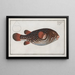 Tetrodon Testudineus Le Poisson-crapaud - Marcus Elieser Bloch — kehystetty taideteos seinällä
