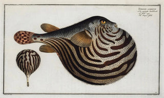 Marcus Elieser Bloch - Tetrodon leneatus The Striped Globe.webp