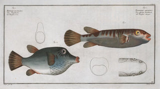Marcus Elieser Bloch - Tetrodon oblongus.webp