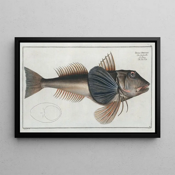Trigla Hirundo Le Poisson-Tub - Marcus Elieser Bloch — kehystetty taideteos seinällä